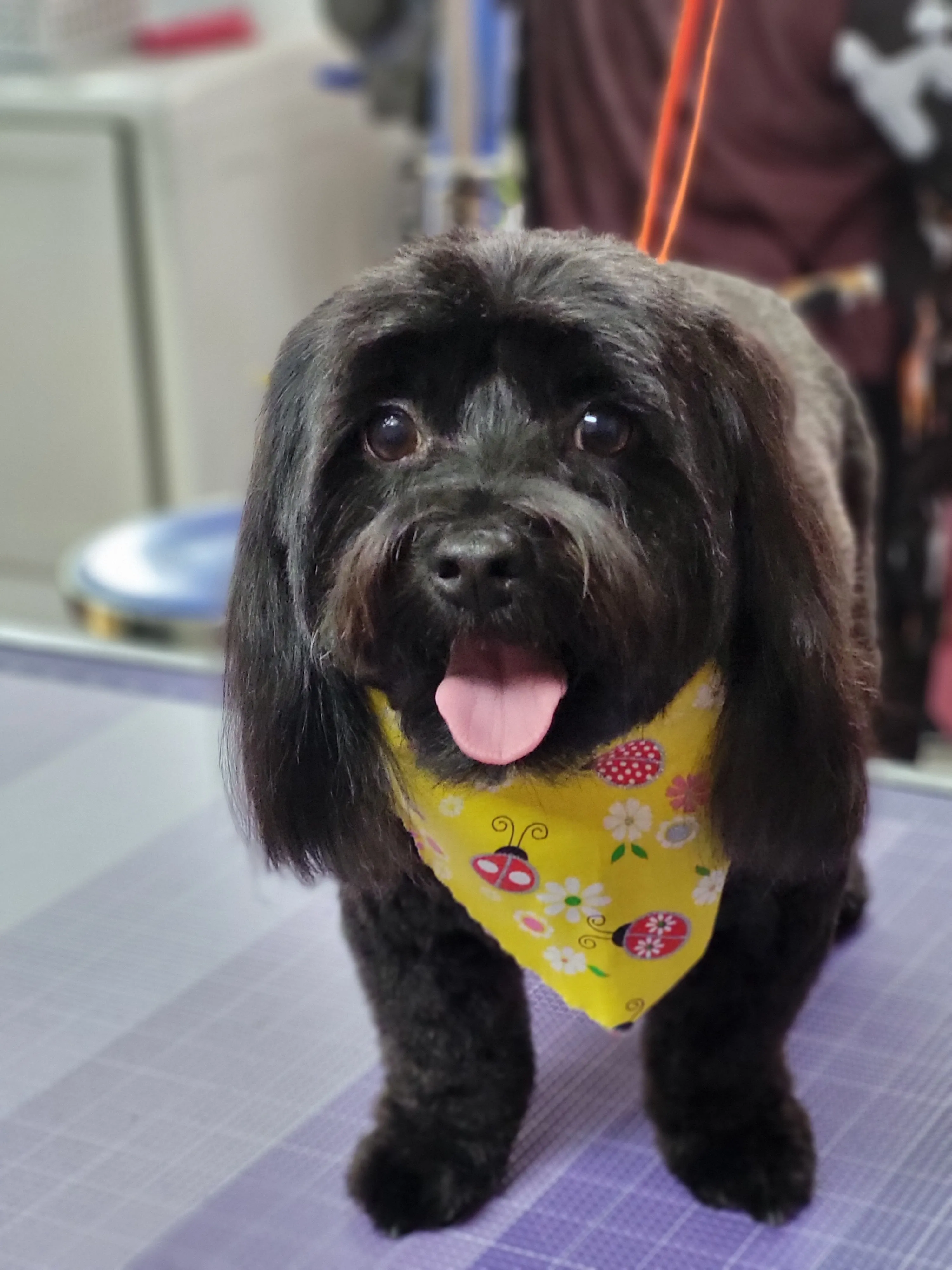 A freshly groomed dog from the Fairy DogMother Mobile Grooming van