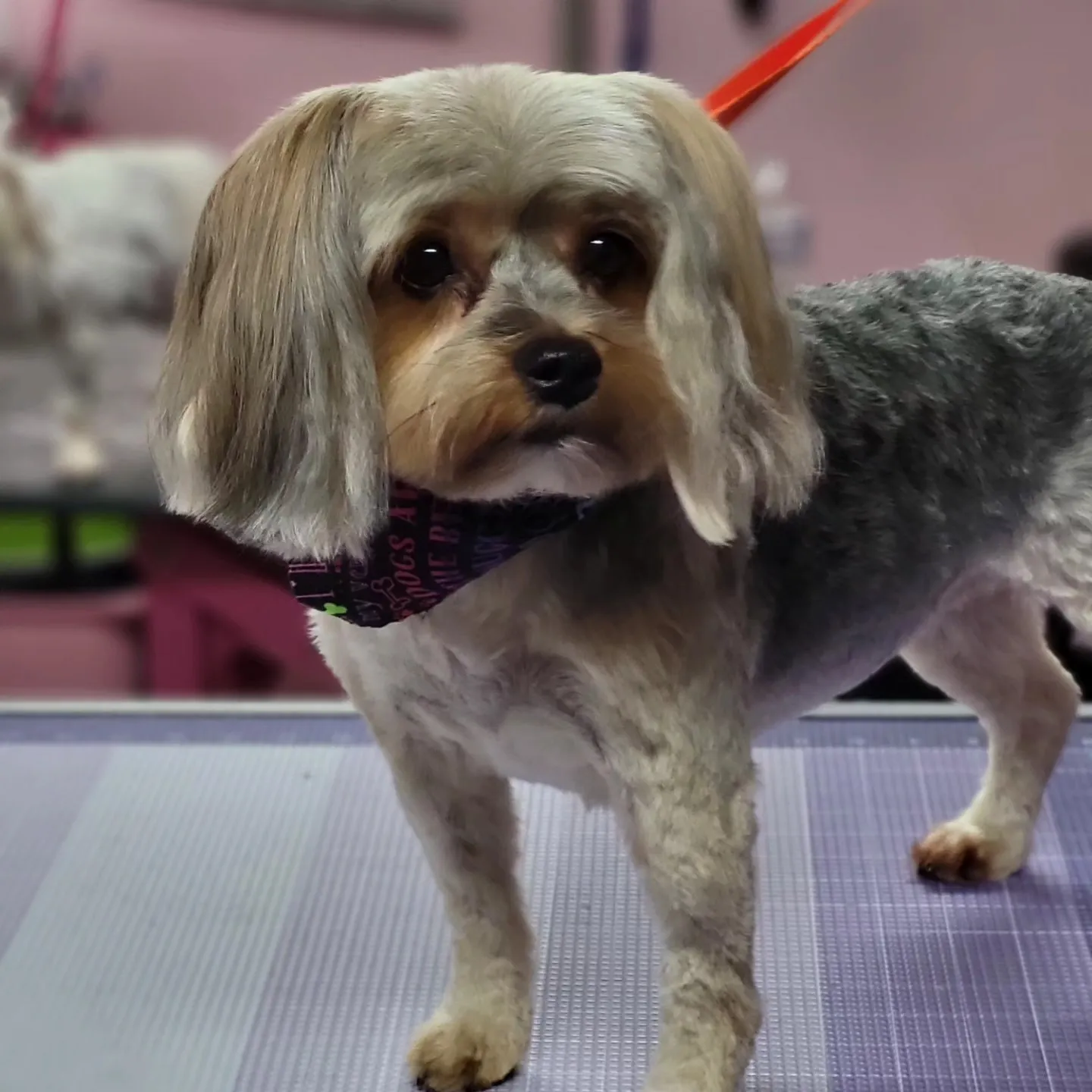 A freshly groomed dog from the Fairy DogMother Mobile Grooming van
