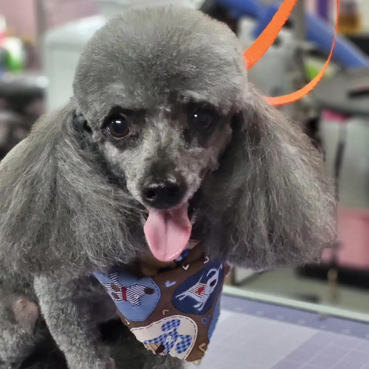A freshly groomed dog from the Fairy DogMother Mobile Grooming van