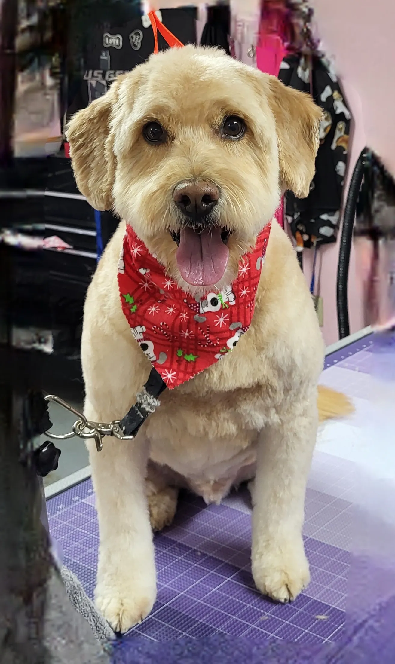 A freshly groomed dog from the Fairy DogMother Mobile Grooming van