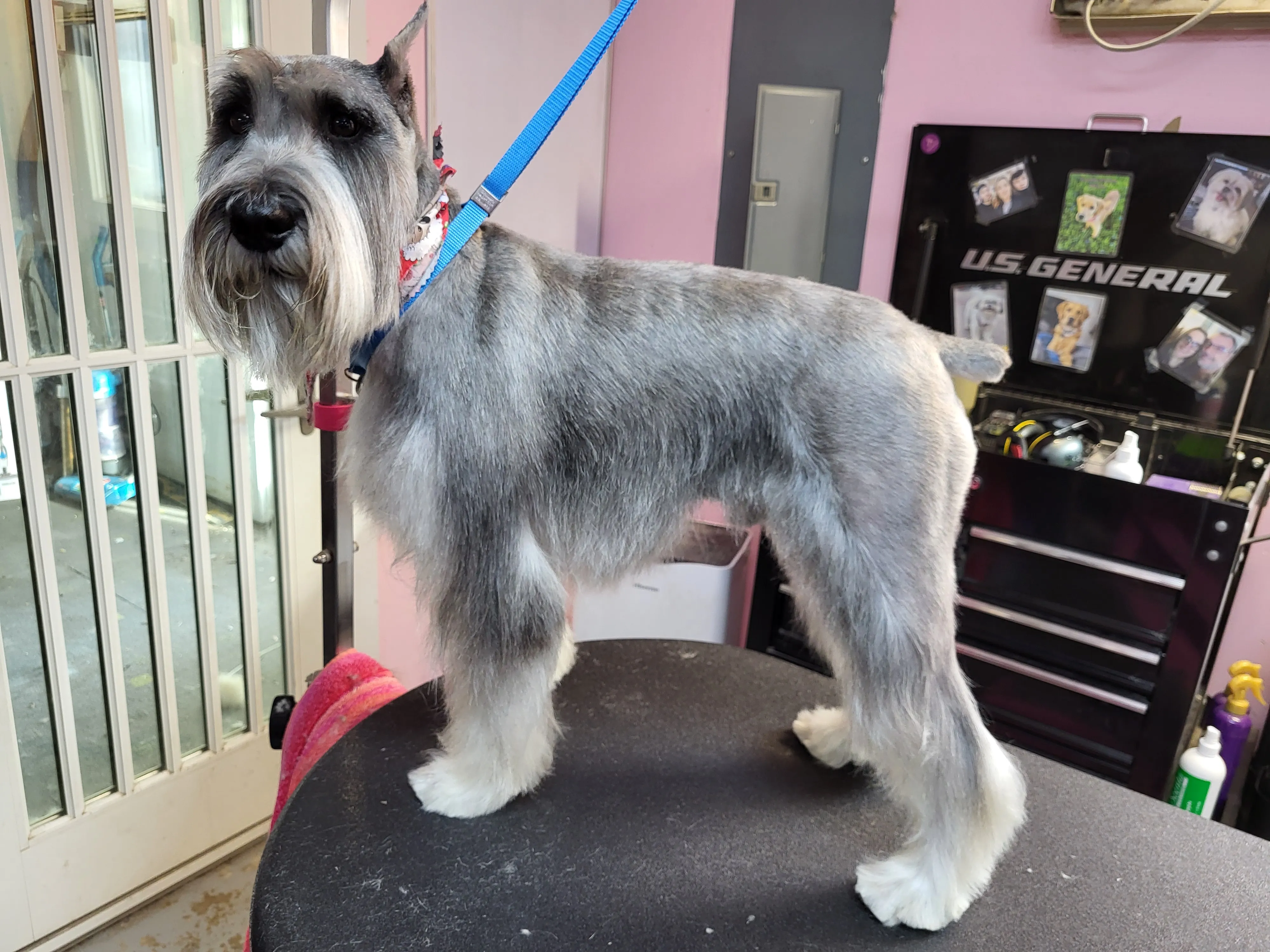 A freshly groomed dog from the Fairy DogMother Mobile Grooming van