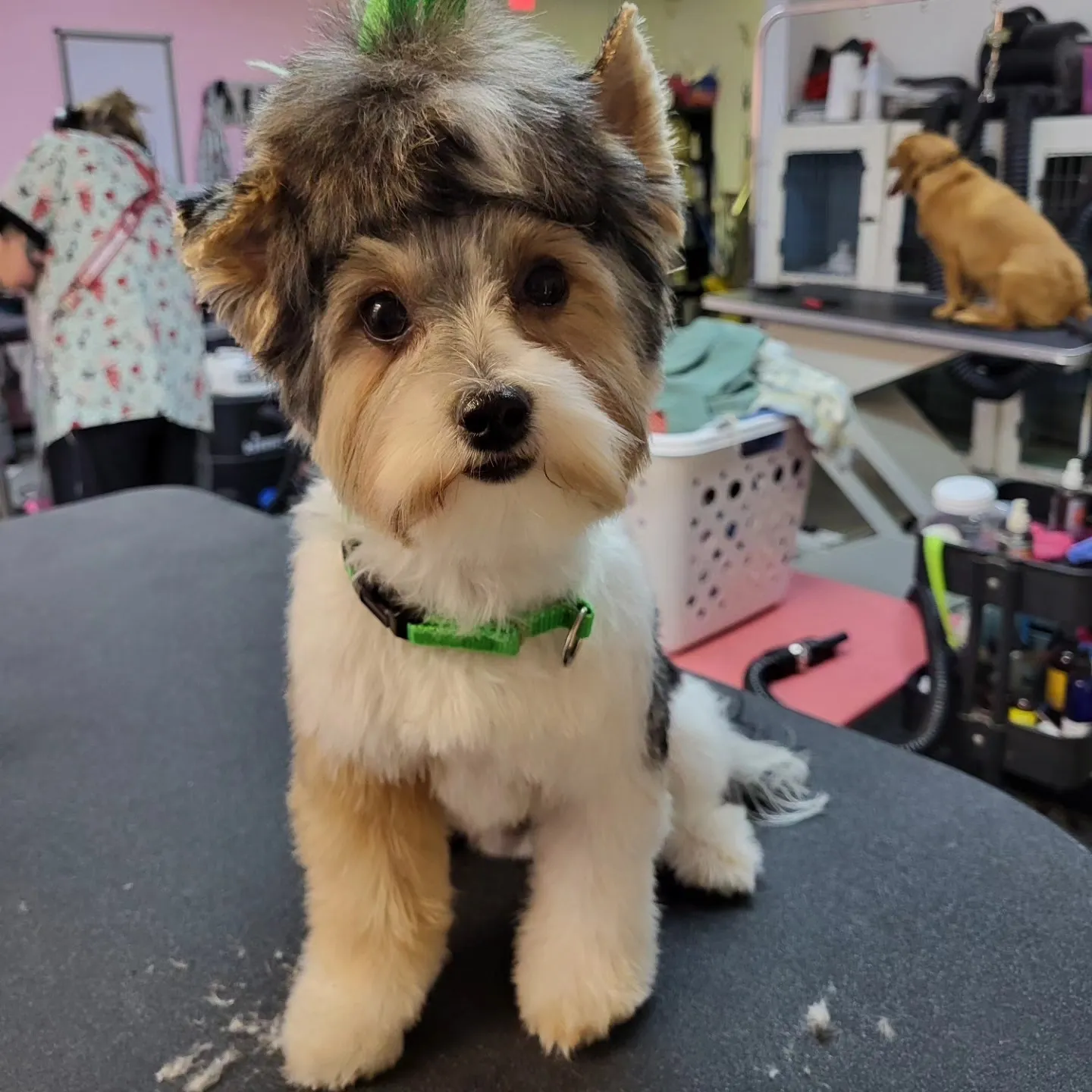 A freshly groomed dog from the Fairy DogMother Mobile Grooming van