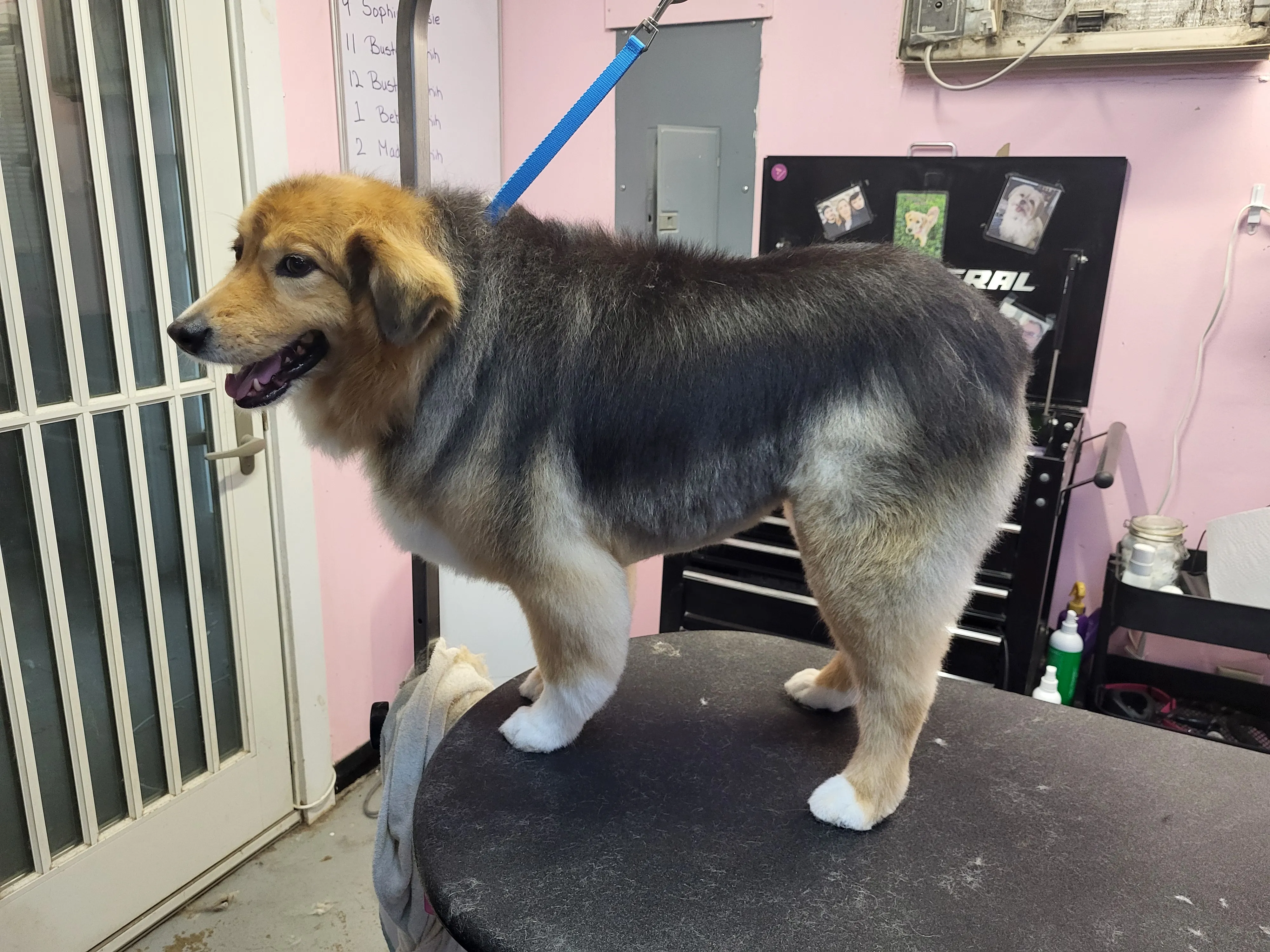 A freshly groomed dog from the Fairy DogMother Mobile Grooming van