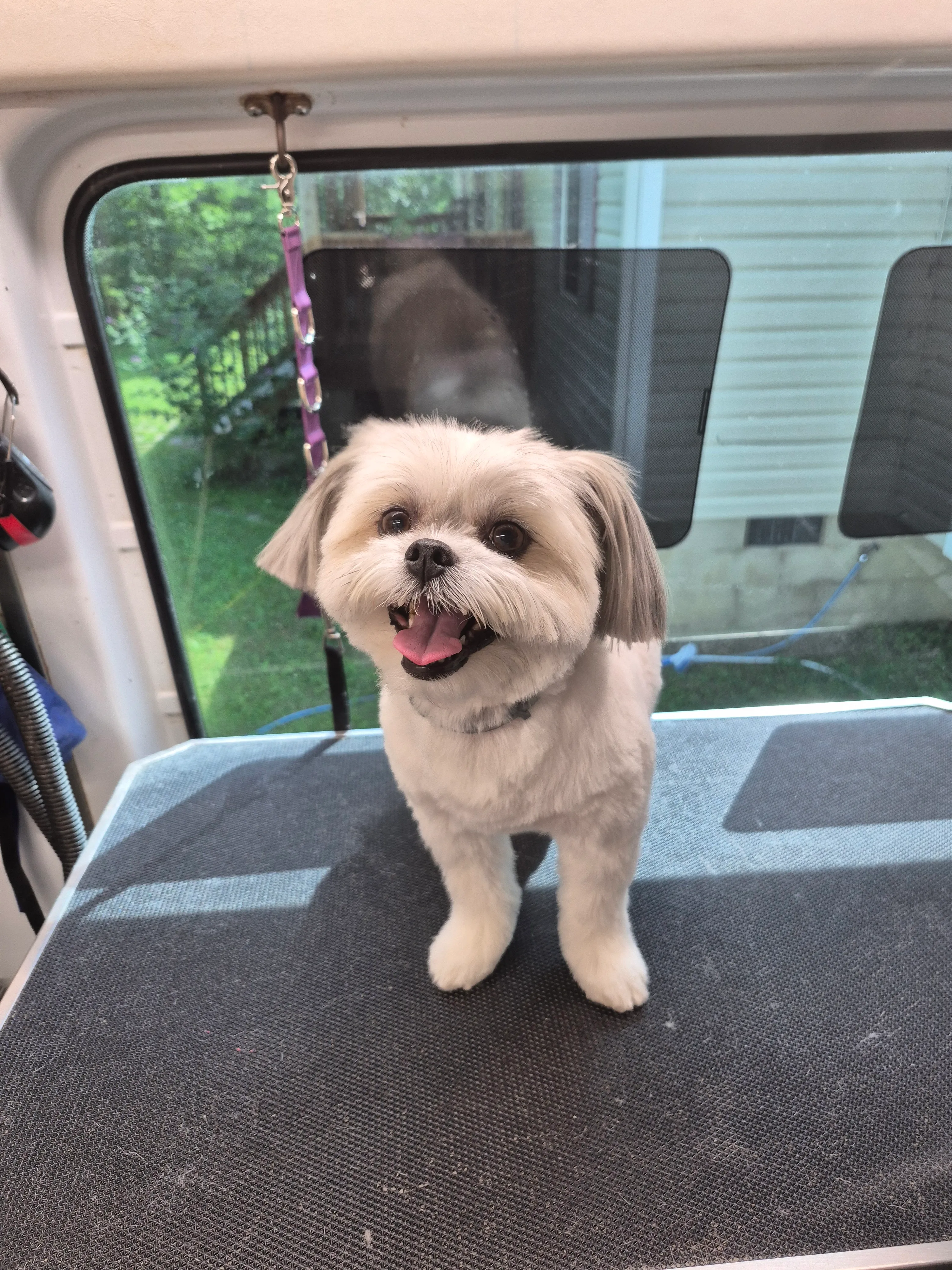 A freshly groomed dog from the Fairy DogMother Mobile Grooming van