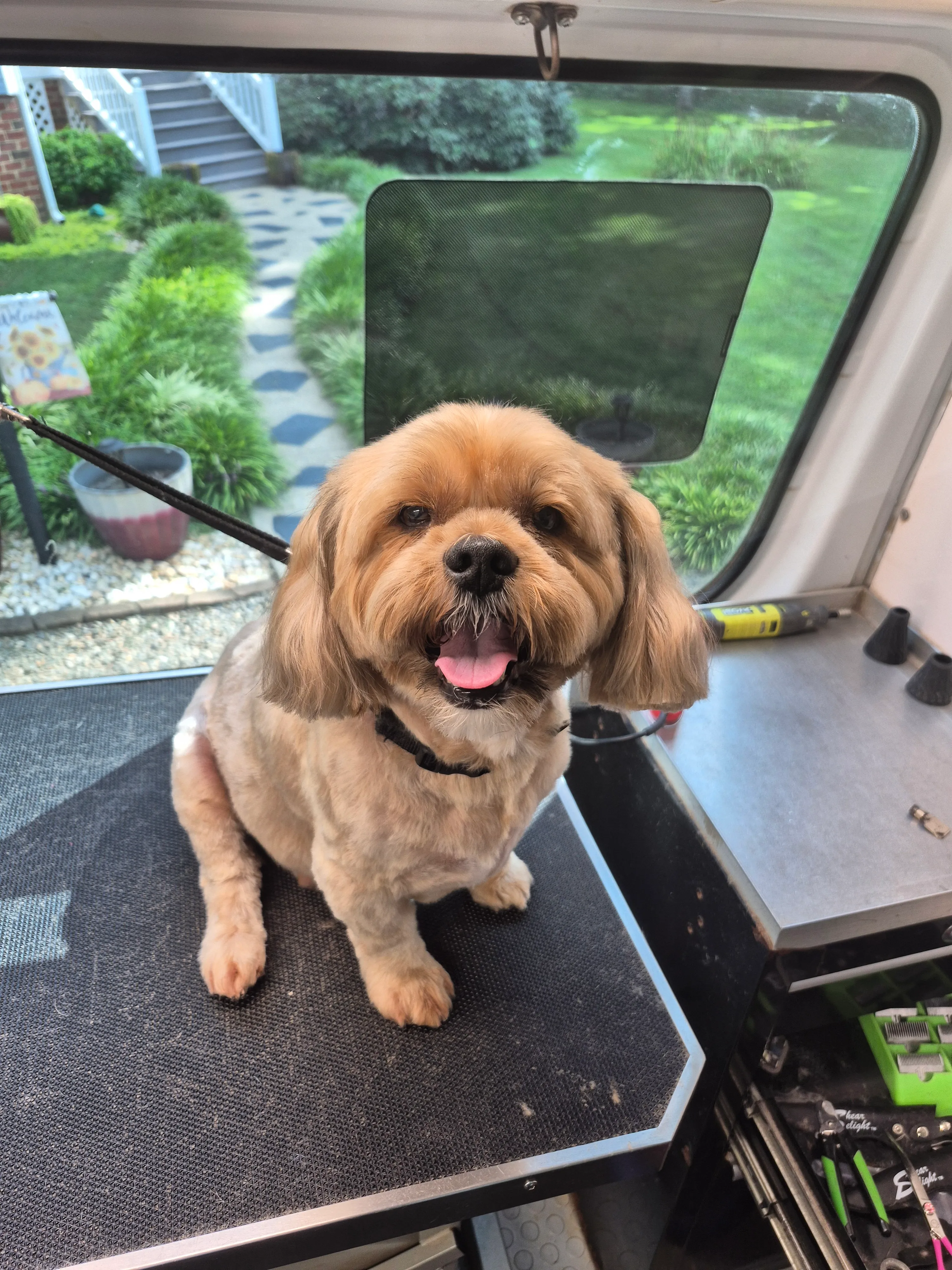A freshly groomed dog from the Fairy DogMother Mobile Grooming van