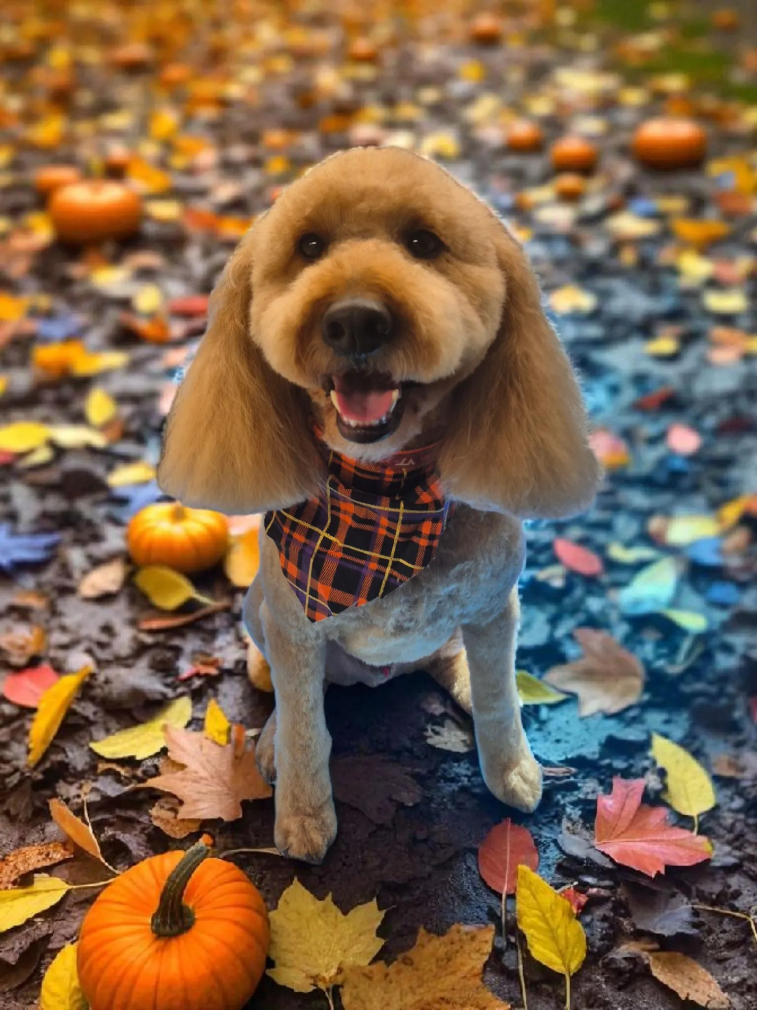 A freshly groomed dog from the Fairy DogMother Mobile Grooming van