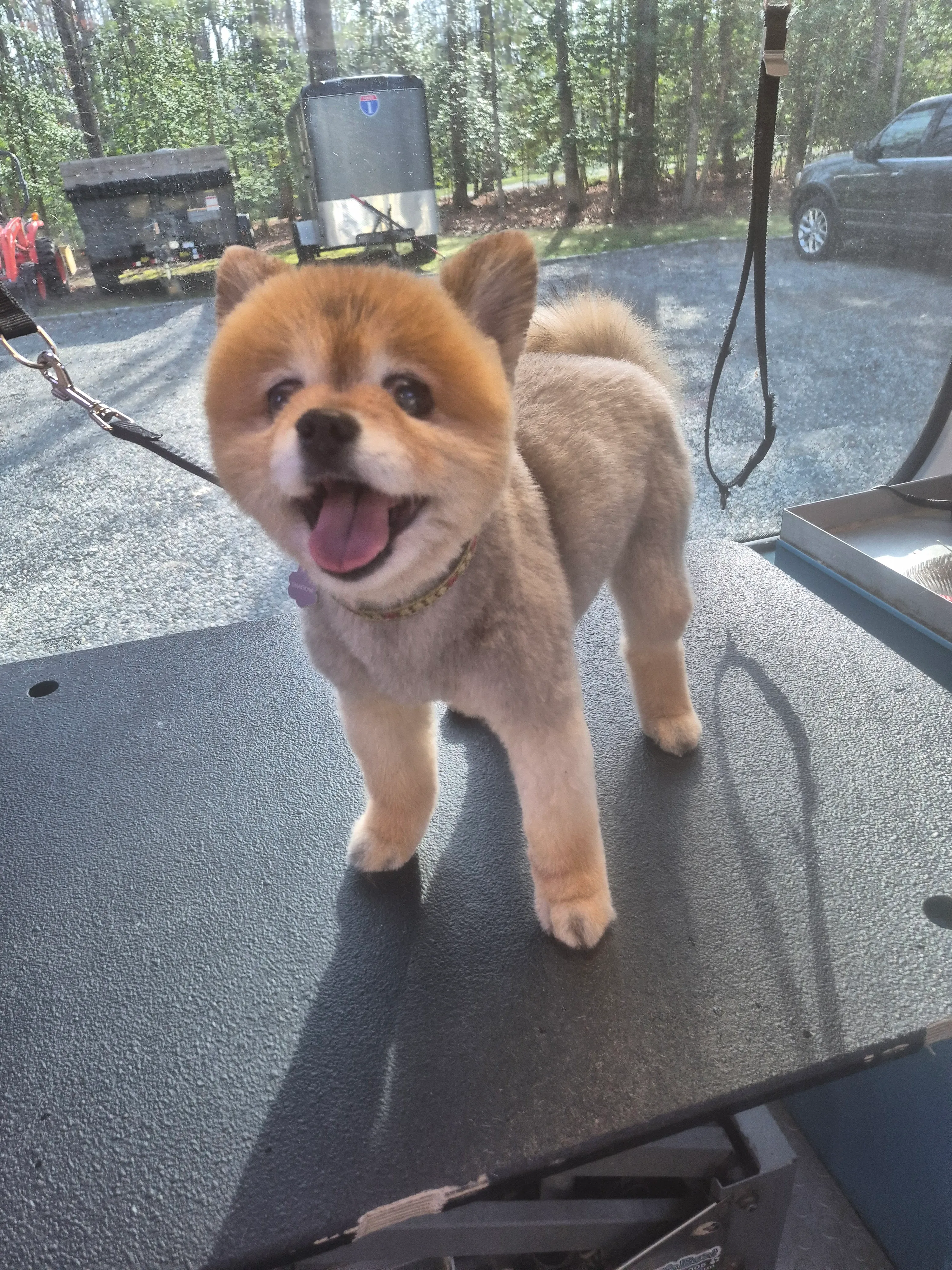 A freshly groomed dog from the Fairy DogMother Mobile Grooming van