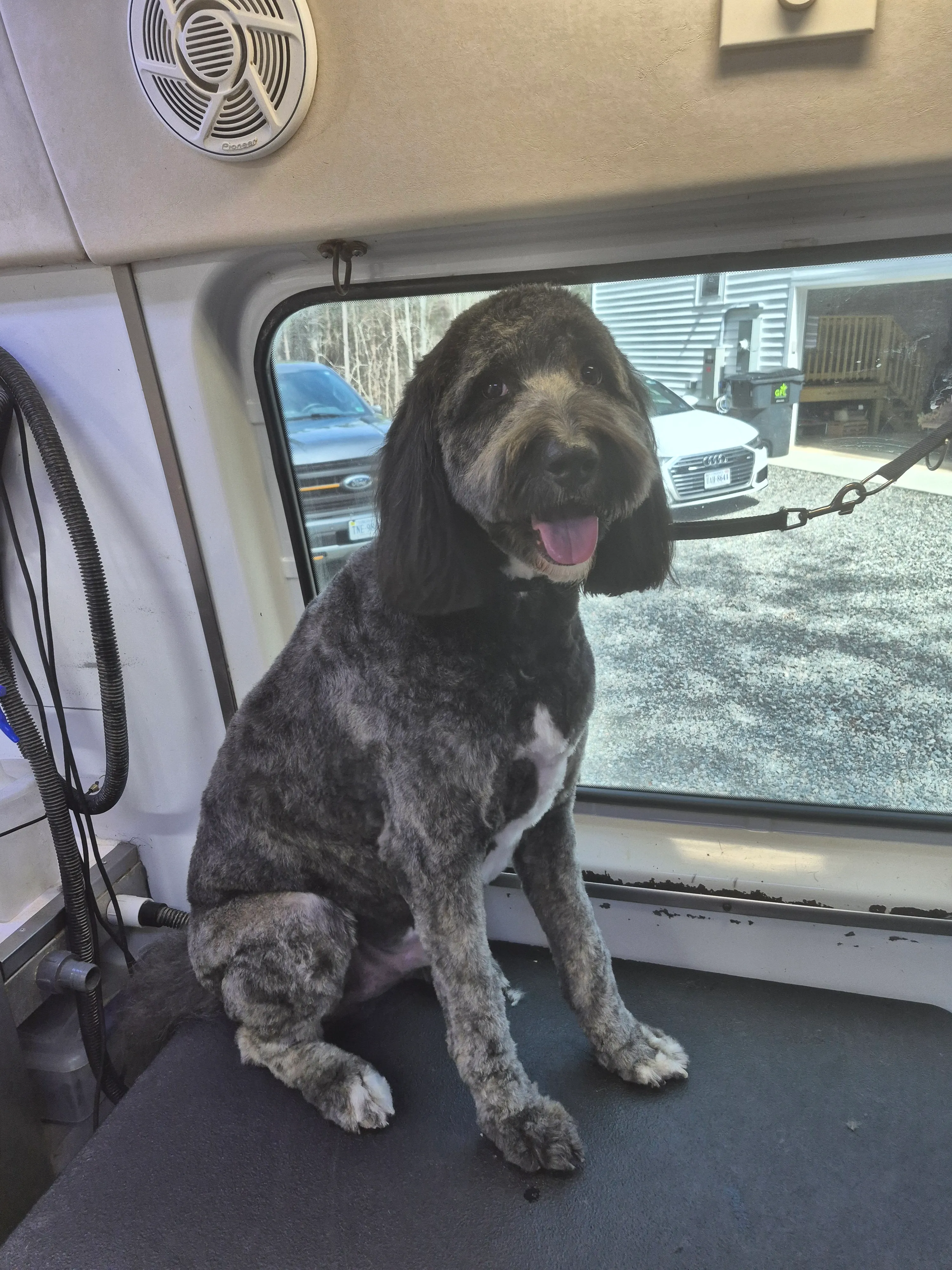 A freshly groomed dog from the Fairy DogMother Mobile Grooming van